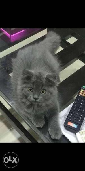 Persian cat..hash colour,trained