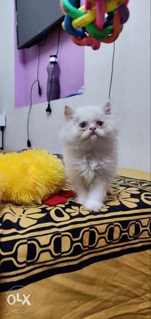 Persian cat kitten snow white semi punch
