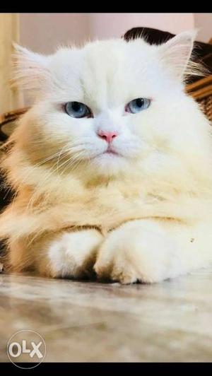 Persian cat,male 1.6 year old for sale