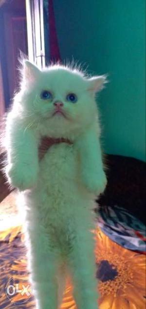 Persian kitten blue eyes 2 months old