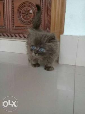 Persian kitten grey male 4 enem ind