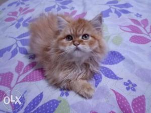 Persian kitten of pure breed available.