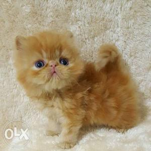 Persian kittens and cats for sale very active