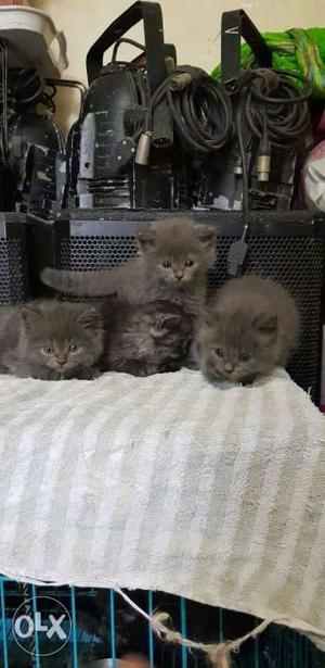 Persian male kittens for sale no of kittens 4 4