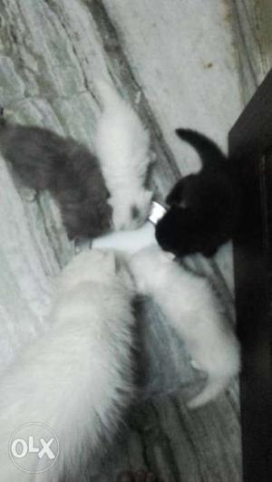 Persion kittens for Sale semi punch only