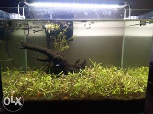 Planted Aquarium with light, filter and 50 guppy