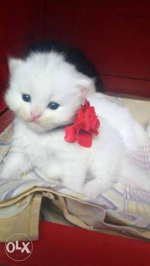 Pure Persian Doll face kittens