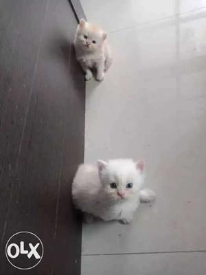 Pure parsian kitten male and female available