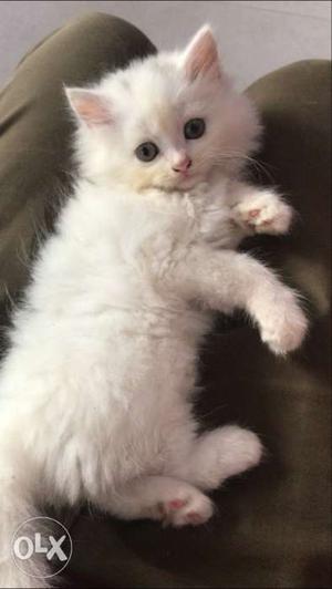 Pure persian dollface full white cat kitten