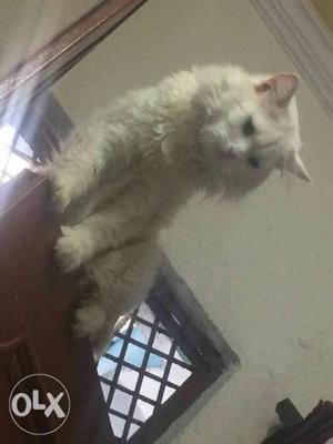 Pure white Persian male cat.one year old. pet