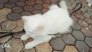Pure white male persian for sale!! very healthy
