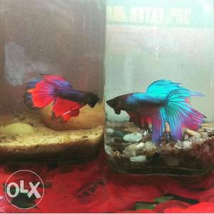 Quality double betta fish with extra female betta