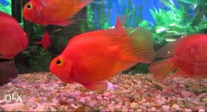 Red parot fish proper color just 250
