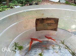 Red sword tail platy