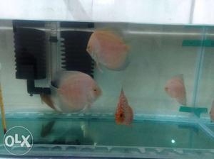 Red valentine and map discus fish for sale