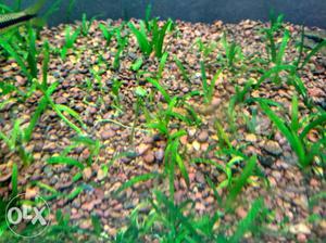 River Sand for planted aquarium...25kg in very