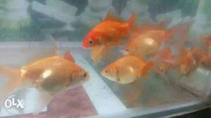 School Of Common Gold Fishes