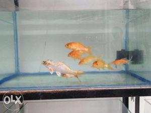 School Of Orange Aquarium Fish