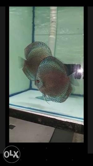 Scribble discus fish babies 1.5 inch only 30 piece r there