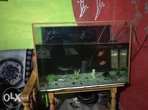 Sell My Fish Accuriam Urgent sell Call Me Buyers