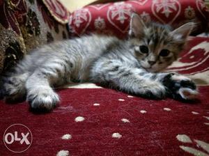 Semi Persian kitten.one month old