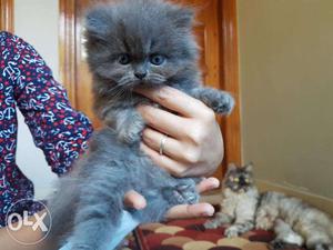 Semi Punch Female Kittens For Sale