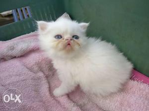 Semi punch male Persian kitten for sell