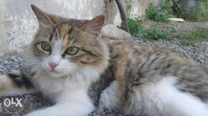 Short-coated White And Brown Tabby Cat