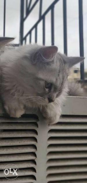 Short-fur Gray nd white 4 months kitten