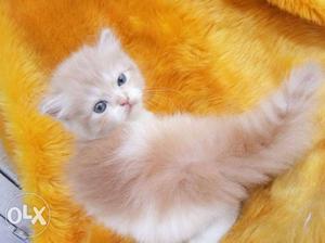Short-furred Tan And White Kitten