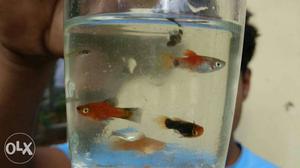 Small and carrying platy