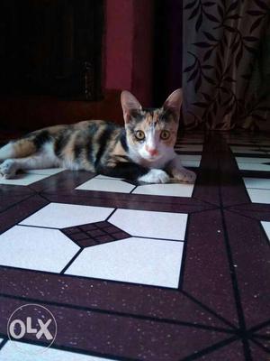 Tri-color Calico Cat