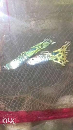 Two Black-and-green Guppy Fishes