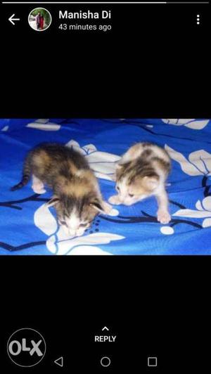 Two Calico Kittens Screenshot