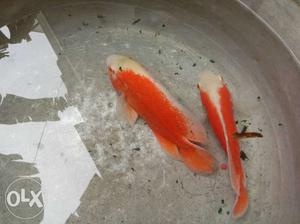 Two White-and-orange Koi Fishes