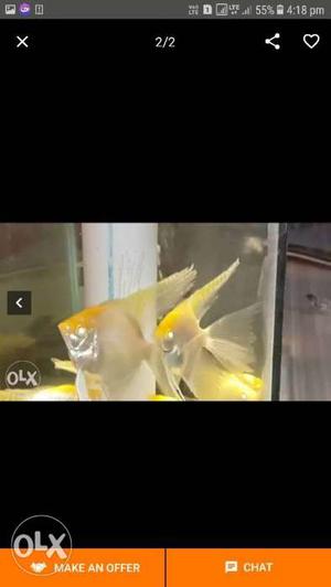 Two Yellow-and-silver Angel Fish Screenshot