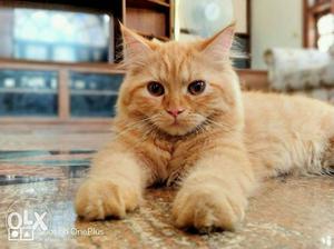 Urgent sale Orange Tabby persian Cat