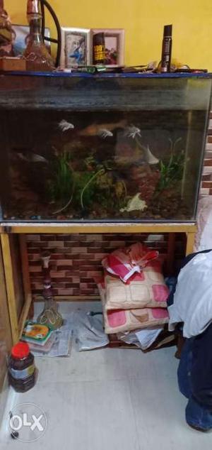 Urgently want to sale this aquarium with