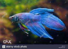 Whaile tail blue betta mail