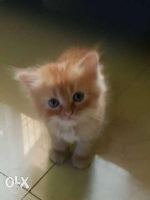 White And Brown Kitten