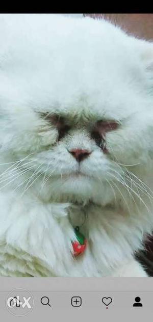 White Persian Cat full coated semi punch