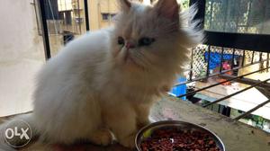White Persian extreme punch cat