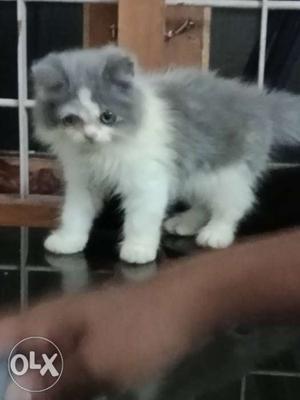 White and greay colour kitten. 2month.mail.good