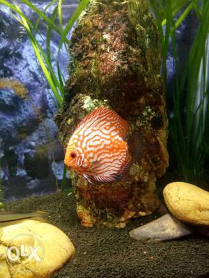 Yellow Map discus 5+ inch