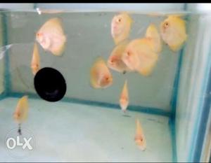 Yellow discus fish 1. 3 inch there r only 12 piece