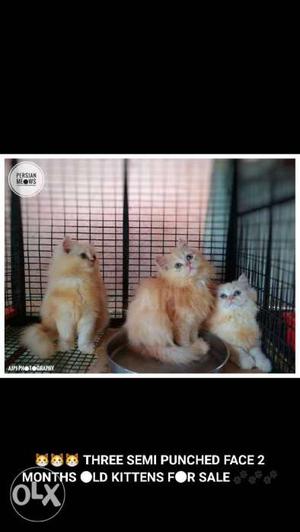 3 kittens for sale 2 male kittens 1 female kitten