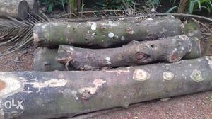Gray Logs In Thiruvananthapuram