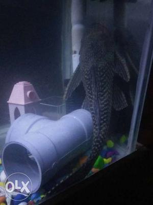 One big pleco for low rate for limited time