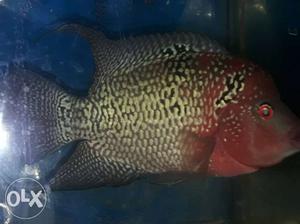 9.9 kamfa female with golden base male pair for