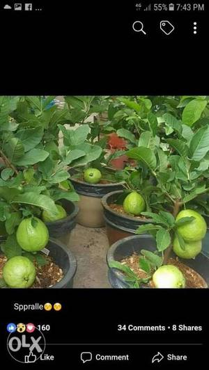 Green Guava Fruits Screeshot